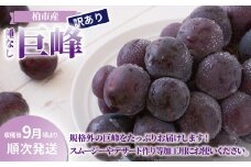 柏市産 訳あり 巨峰 4パック 〈先行予約 2025年9月順次発送〉 〈 葡萄 ブドウ 種なし セット フルーツ 果物 旬 国産 産地直送 千葉県産 おいしい 美味しい おすすめ デザート グルメ 〉