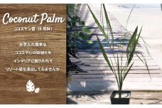 ココスヤシ 8号鉢 パラワンサンド仕上げ 〈 観葉植物 ヤシの木 植物 インテリア ガーデニング 1個 鉢植付き 鉢植え 室内 屋外 オフィス リビング リゾート ハワイ 庭 お手入れ 簡単 おしゃれ プレゼント ギフト お祝い 開店祝い 引越し祝い おすすめ 人気 〉