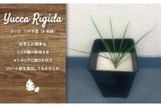 ユッカ リギタ苗 8号鉢 〈  観葉植物 植物 インテリア ガーデニング 1個 鉢植付き 鉢植え 室内 屋外 オフィス リビング リゾート ハワイ 庭 お手入れ 簡単 おしゃれ プレゼント ギフト 誕生日 お祝い 開店祝い 新築祝い 引越し祝い おすすめ 人気 〉