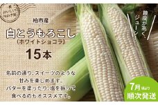 柏市産 白とうもろこし 15本 〈先行予約 2025年7月順次発送〉 〈 ホワイトショコラ 野菜 トウモロコシ コーン 甘い 国産 千葉県産 産地直送 予約 おいしい 取り寄せ おすすめ おススメ プレゼント ギフト 贈り物 大量 バーベキュー BBQ 〉