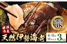 【刺身OK】千葉県勝浦産 生冷活〆 天然伊勢海老 3kg 6-11尾入 株式会社串浜水産《90日以内に出荷予定(土日祝除く)》千葉県 勝浦市 伊勢海老 海老 えび【配送不可地域あり】（離島）【1506779】