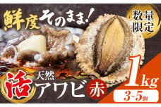 【数量限定】天然『活』アワビ (赤) 1kg ( 3～5個 )《7月中旬-9月上旬頃出荷》 寺田水産 【配送不可地域：離島・北海道・沖縄県・東北・中国・四国・九州】 千葉県 勝浦市 海産物 鮑 あわび 刺身