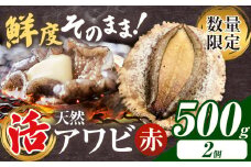 【数量限定】天然『活』アワビ (赤) 500g ( 2個 )《7月中旬-9月上旬頃出荷》 寺田水産 【配送不可地域：離島・北海道・沖縄県・東北・中国・四国・九州】 千葉県 勝浦市 海産物 鮑 あわび 刺身