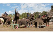 ペア招待券+動物のおやつ1つセット [№5689-0402]