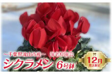 流山産 シクラメン 6号鉢 赤 ピンク おまかせ 12月発送