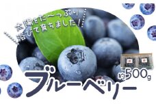 ブルーベリー 約 500g 【令和7年度産】《6月上旬-8月下旬頃出荷》 Blueberry garden IKEDA 千葉県 流山市 果物 フルーツ 青果物 くだもの ベリー【配送不可地域あり】