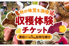 収穫体験 チケット 栗拾い 約1kgお持ち帰り 有限会社水野果樹園《30日以内に出荷予定(土日祝除く)》千葉県 流山市 収穫 体験 くり 体験 野菜