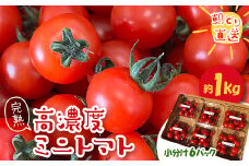 ＜朝どり直送＞きむら農園の高濃度ミニトマト約1.0kg　うれしい小分け6パック完熟フルーツミニトマト【1494645】