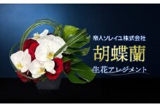 胡蝶蘭 生花アレンジメント H250mm×W300mm 055（コ）