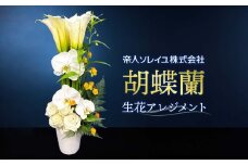 胡蝶蘭 生花アレンジメント H400mm×W180mm 053（コ）