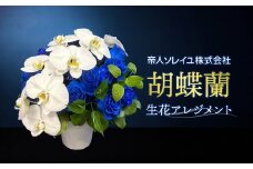 胡蝶蘭 生花アレンジメント H400mm×W350mm 041（コ）