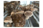 北海道産菌床を使用したしいたけはかさが肉厚で軸が太く、濃厚な味が特徴です！