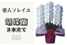 大輪 花数38輪以上 胡蝶蘭 3本立て (白)