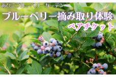ブルーベリー摘み取り体験ペアチケット