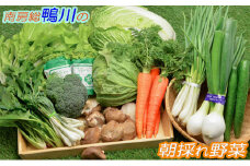 【1日限定5セット】南房総-鴨川の朝採れ野菜セット　[0014-0027]