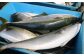 ブリは鴨川市での水揚げ量No.1。鴨川市を代表する魚です。