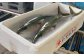 ブリは鴨川漁港でナンバー1の水揚げ量の魚です。