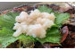 白い身がまぶしい伊勢エビのお刺身。
