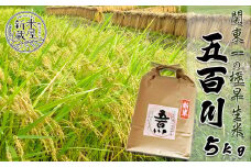 《令和６年産》【米屋新蔵】関東一の極早生米『五百川』５kg　[0013-0035]