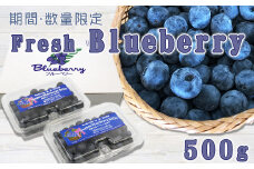 【数量・期間限定】摘みたて直送！『生ブルーベリー』 500g　[0010-0361]