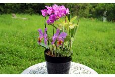 【大場蘭園】鴨川発季節の洋蘭寄せ植え(大)　[0030-0084]
