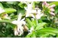 リモーチェ原材料を提供いただいたレモン農家で咲いたレモンの花