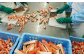 タラバガニを成形する際に出る切り落とされた端肉です。