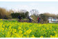 1月～３月は満開の菜の花を満喫