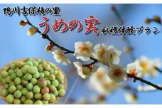 【30口限定】 鴨川吉保梅の里 『うめの実』収穫体験プラン　[0017-0004]