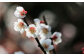 満開の梅の花を楽しめるお花見も企画しています。
