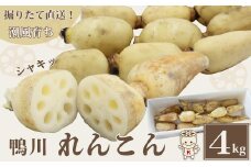 【掘りたて直送!】特別栽培・潮風育ち『鴨川れんこん』４kg　[0014-0022]　蓮根・レンコン