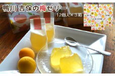 【鴨川 吉保梅の里の南高梅】吉保の梅ゼリー 12個入り×３箱　[0010-0297]