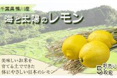 《先行予約》【皮まで食べられる】海と太陽のレモン【訳あり品-良品-】５kg（約40個）[12月発送]　[0011-0058]