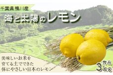 《先行予約》【皮まで食べられる】海と太陽のレモン【秀品】３kg（約25個）[11月発送]　[0011-0057]