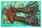 特大伊勢海老は大迫力です。