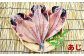 ◆あじの干物：３枚