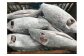 ヤマトサカナ株式会社ではマグロを丸ごと一本仕入れて解体作業を行っています。