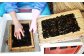 一般的に、収穫したはばのりは一枚一枚手作業で紙状に”いせて”います。