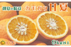 【初夏の味覚】甘夏房のカモガワ甘夏 ９kg以上　[0011-0072]