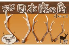 【工芸・壁飾に】天然　日本鹿の角 一対（小サイズ：約40cm）　[0020-0068]