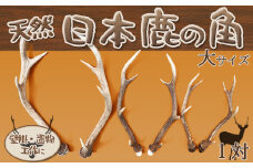 【工芸・壁飾に】天然　日本鹿の角 一対（大サイズ：約60cm）　[0030-0103]