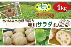 【きれいな水の棚田育ち】シャキっと甘い『鴨川サラダれんこん』 4kg [0014-0028]