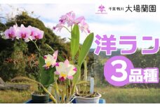 【大場蘭園発】鑑賞用 洋ラン3品種セット [0030-0108]