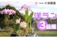大場蘭園から洋蘭の3品種セットをお送りします。