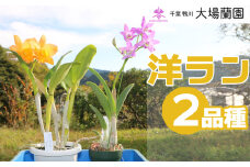 【大場蘭園発】鑑賞用 洋ラン2品種セット [0020-0072]