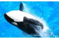 雄大な太平洋をバックに、豪快なジャンプや水しぶき。海の王者「シャチ」の大迫力のパフォーマンス。