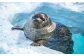 動物とのふれあい体験や、自然環境を再現した11,000点を超える海や川の生き物の飼育展示を通じ、海の世界を体感していただけます。