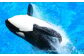 雄大な太平洋をバックに、豪快なジャンプや水しぶき。海の王者「シャチ」の大迫力のパフォーマンス。