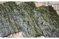 割れや欠けがなく上質な鴨川産のはばのりは、例年入札で高値がつきます。