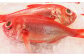 水揚げされたばかりの新鮮金目鯛は、肉厚で引き締まった身にたっぷりと脂が乗り、うまさ抜群！